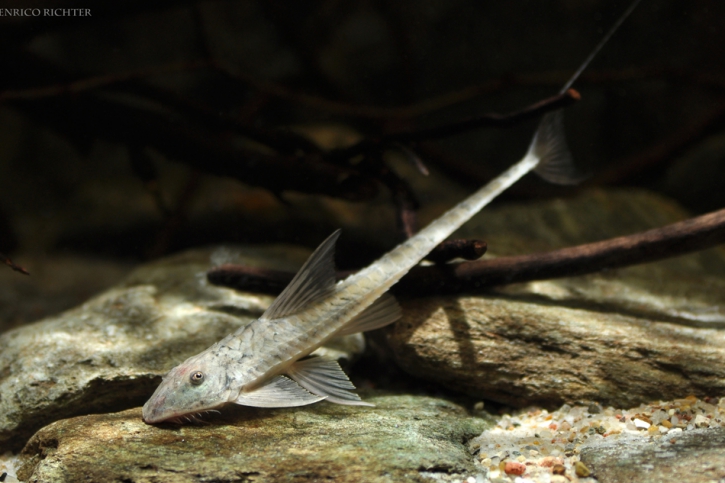 Loricaria birindellii