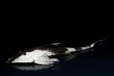 Pseudohemiodon apithanos Loricariidae