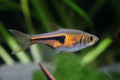 Trigonostigma espei Danionidae
