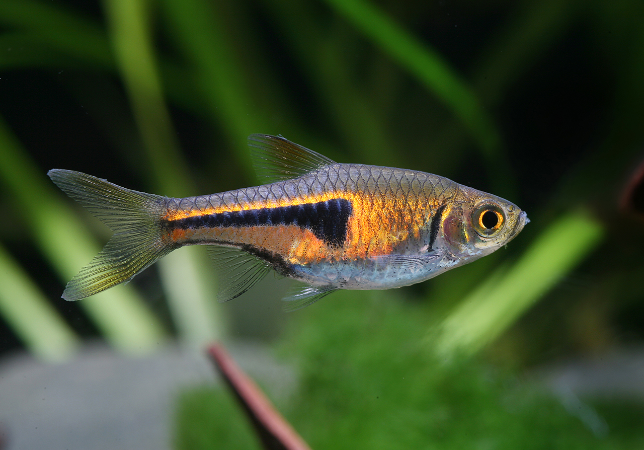 Trigonostigma espei