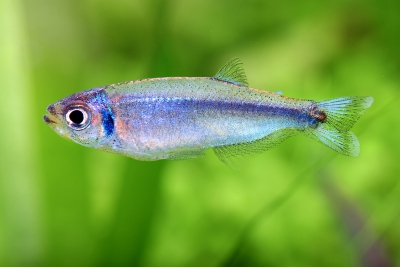 Tyttocharax cochui Characidae
