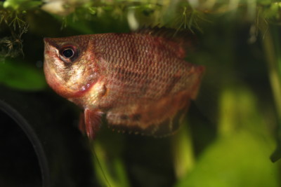 Sphaerichthys osphromenoides Osphronemidae