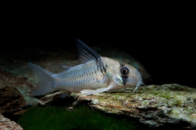 Corydoras armatus Callichthyidae