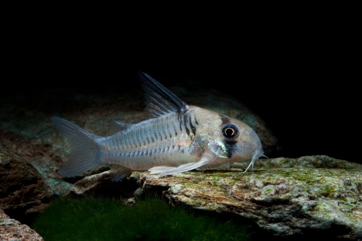 Corydoras armatus