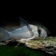 picture of Corydoras armatus