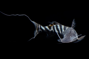 Brachyplatystoma tigrinum