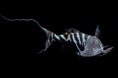 Brachyplatystoma tigrinum Pimelodidae