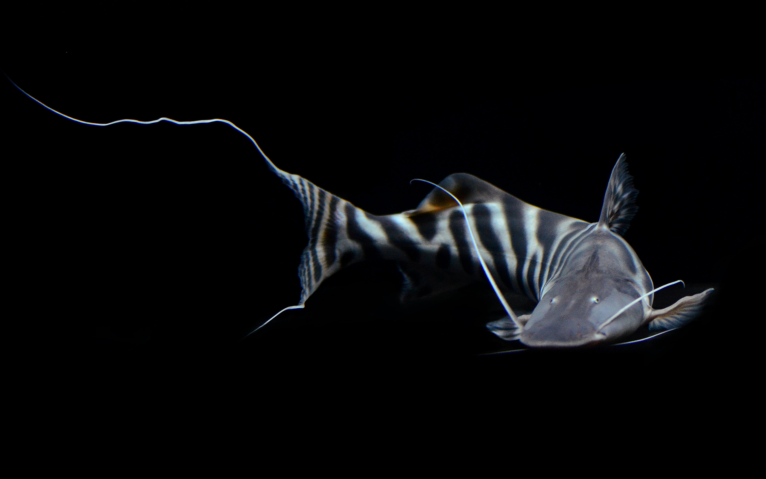 Brachyplatystoma tigrinum