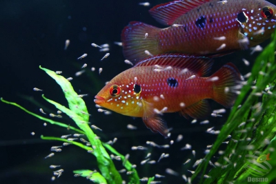 Rubricatochromis lifalili Cichlidae