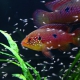 picture of Rubricatochromis lifalili