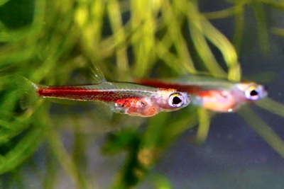 Paedocypris progenetica Paedocyprididae