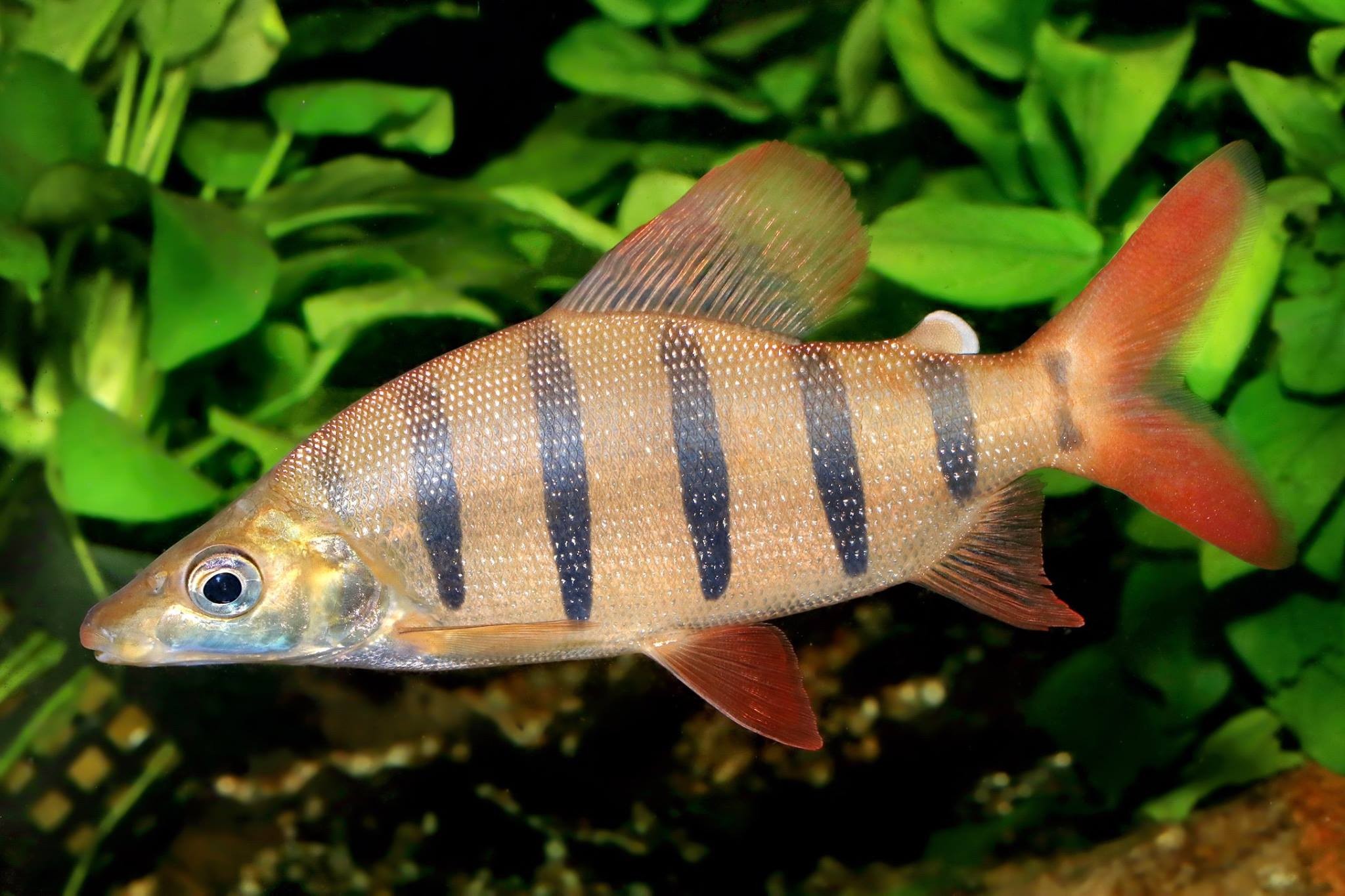 Distichodus lusosso