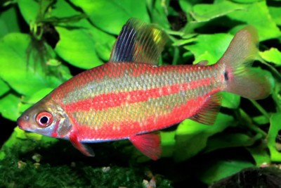 Distichodus noboli Distichodontidae