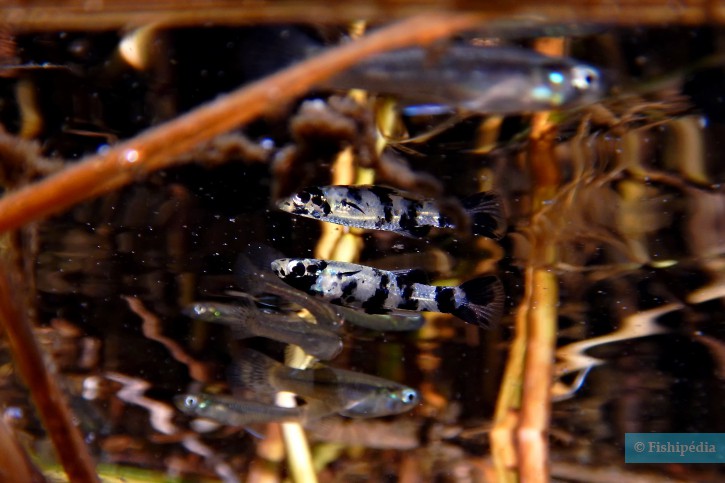 Gambusia holbrooki - gambusia orientale