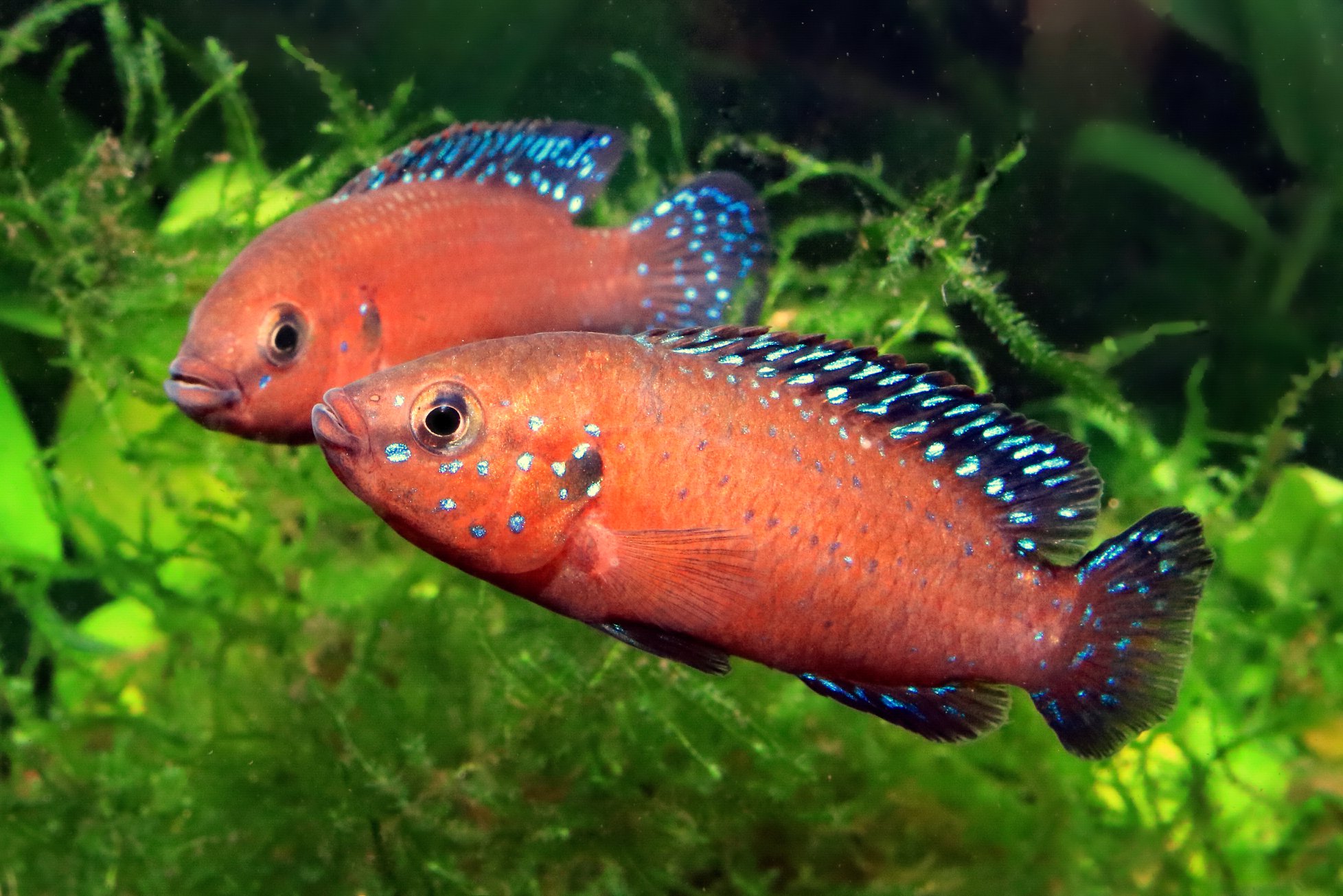 Rubricatochromis exsul