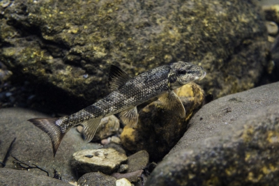 Hypentelium etowanum Catostomidae