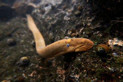 Ichthyomyzon bdellium Petromyzontidae