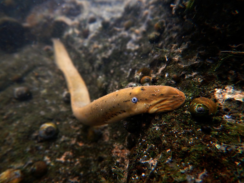 Ichthyomyzon bdellium