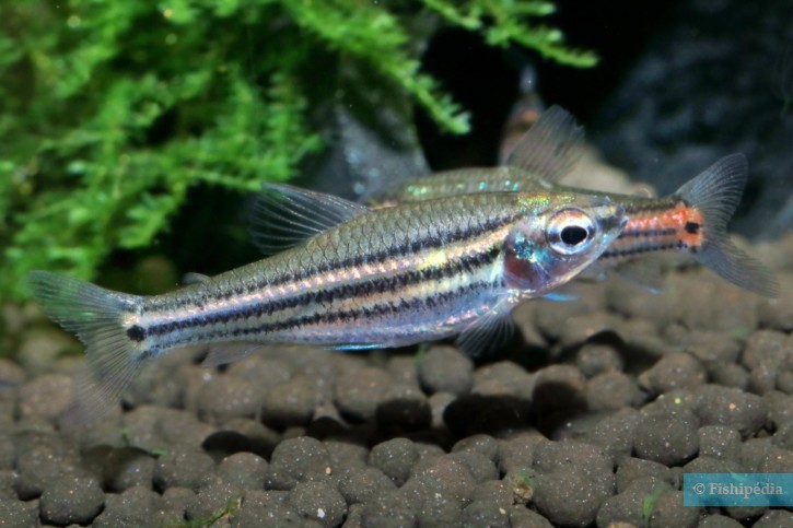 Neolebias trilineatus