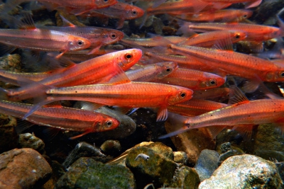 Notropis leuciodus Leuciscidae