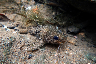 Noturus flavipinnis Ictaluridae