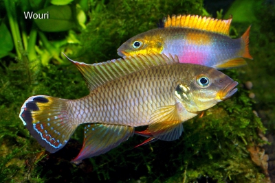 Pelvicachromis drachenfelsi Cichlidae