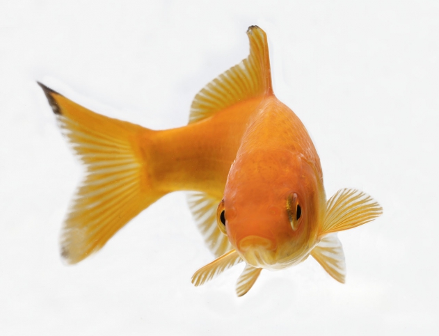 Poisson rouge - Carassius auratus