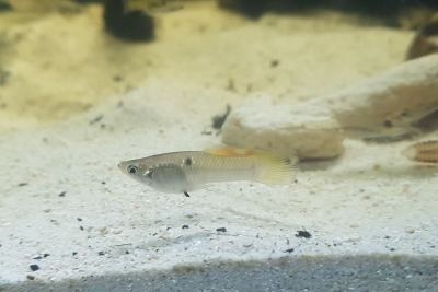 Poecilia vivipara Poeciliidae