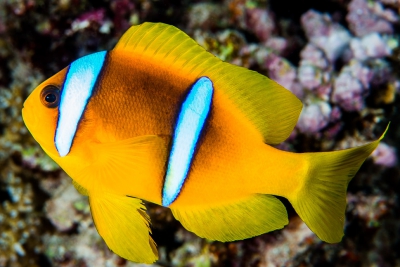 Amphiprion bicinctus Pomacentridae
