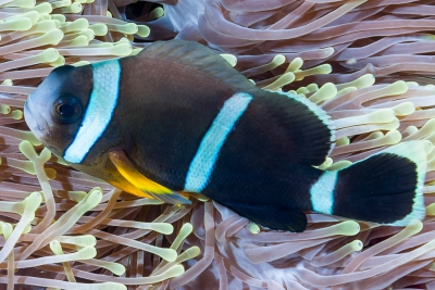 Amphiprion chrysogaster Pomacentridae