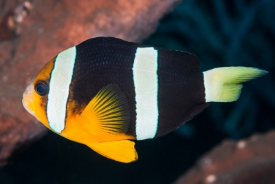 pesce pagliaccio di clark Pomacentridae