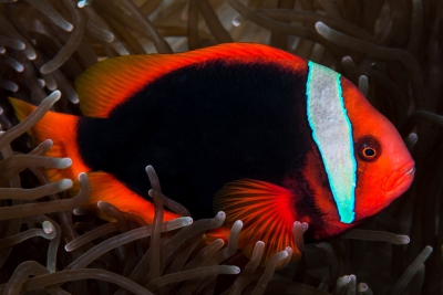 Amphiprion frenatus Pomacentridae