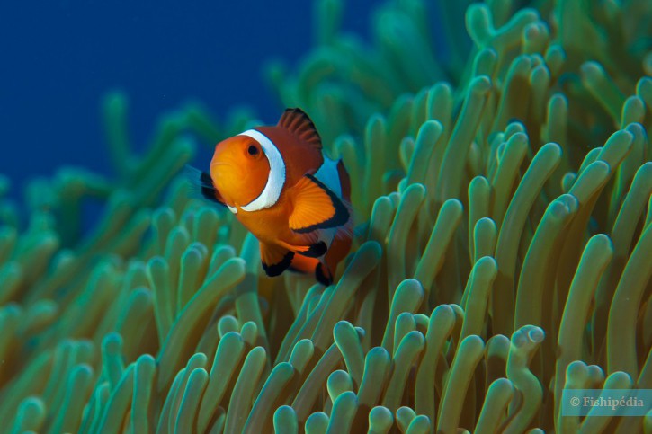 Amphiprion ocellaris - pesce pagliaccio occidentale (Nemo)