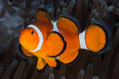 Amphiprion ocellaris Pomacentridae