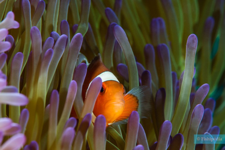 Espèce : Pesci pagliaccio