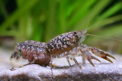 Cambarellus puer Cambaridae