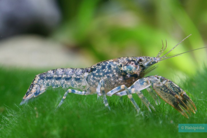 Cambarellus shufeldtii