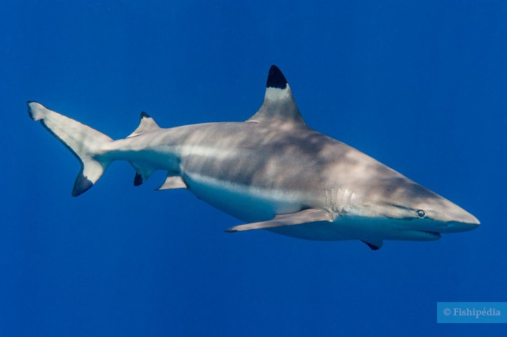 Carcharhinus melanopterus
