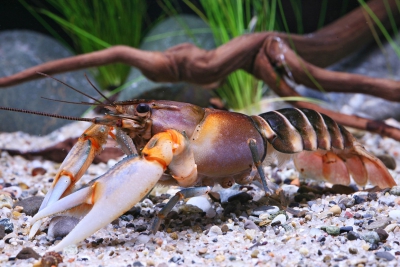 Cherax peknyi Parastacidae