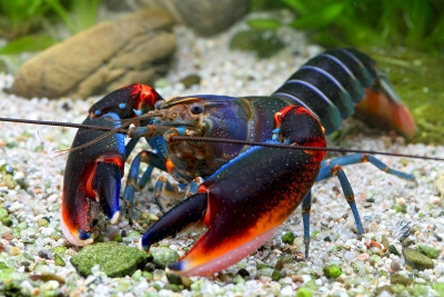 Cherax peknyi Fire claw Parastacidae
