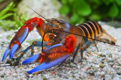 Cherax peknyi blue Claw Parastacidae