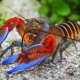 picture of Cherax peknyi blue Claw