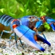 picture of Cherax peknyi blue Kong