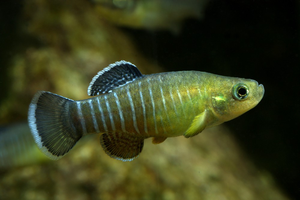 Aphanius farsicus