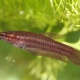 picture of Betta coccina