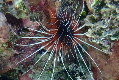 Pterois radiata Scorpaenidae