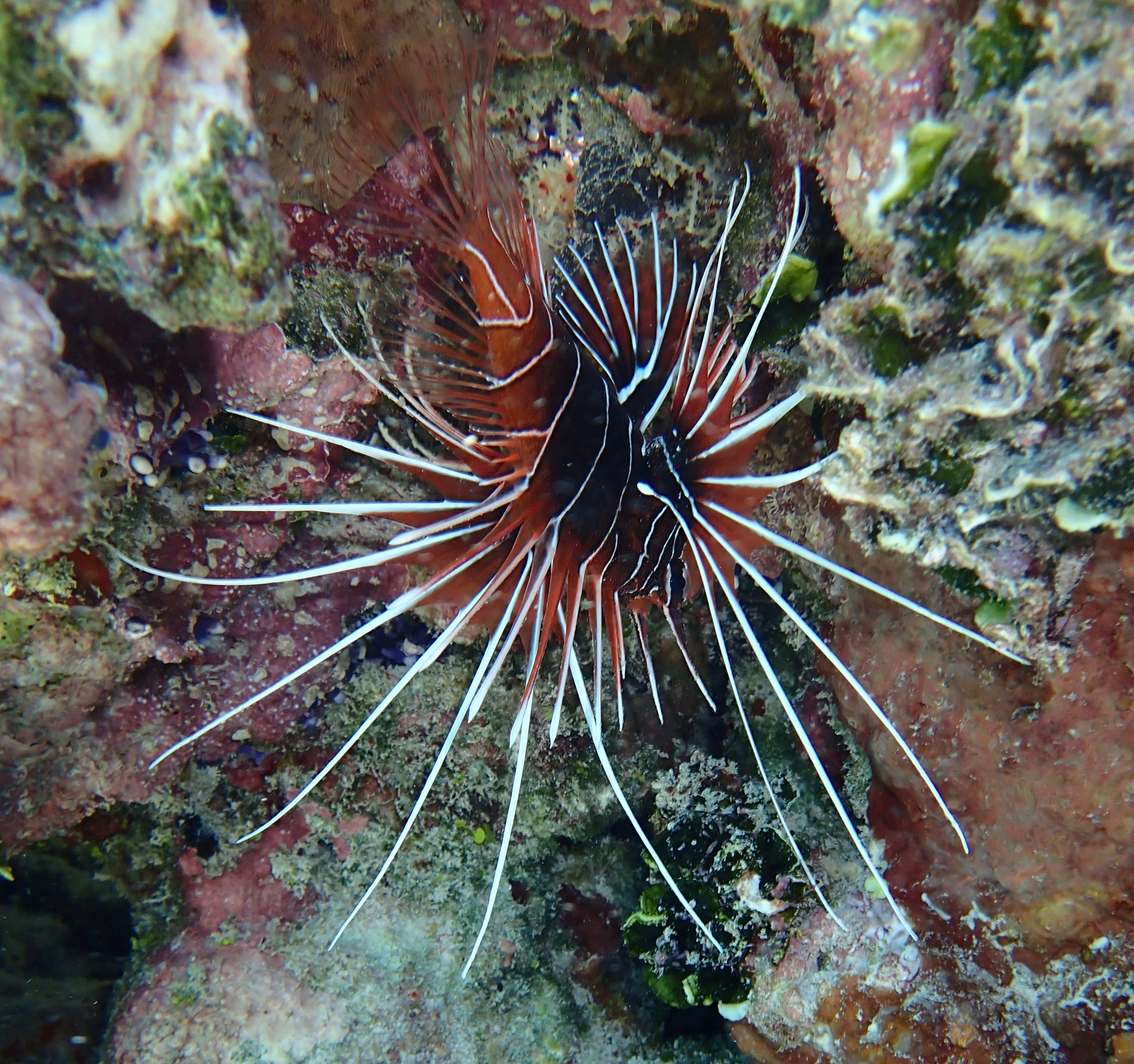 Pterois radiata
