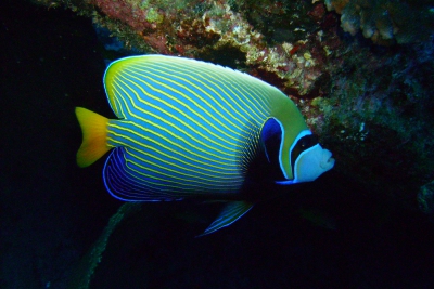 Pomacanthus imperator Pomacanthidae