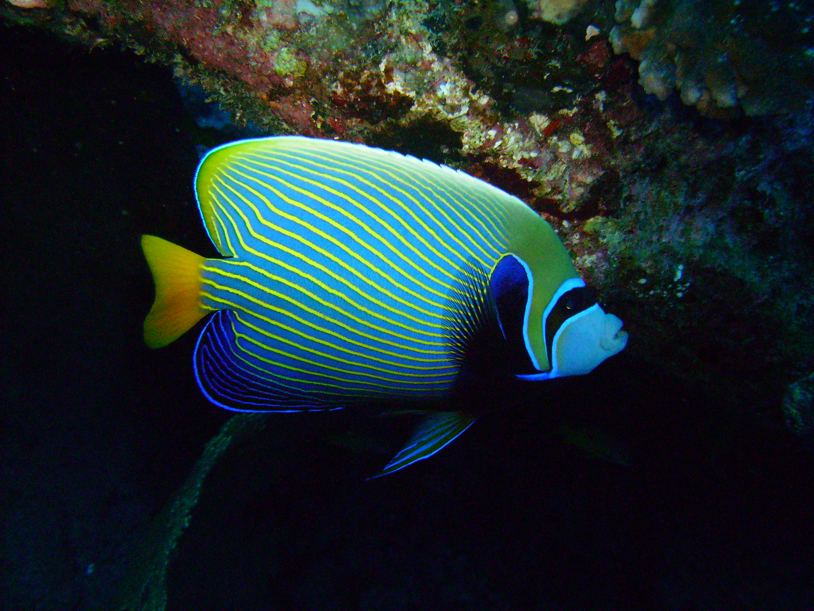 Pomacanthus imperator