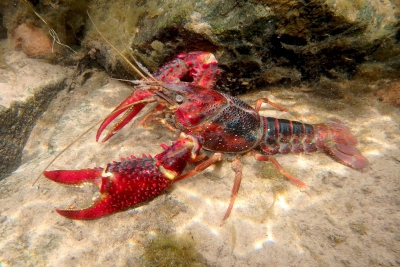 Procambarus clarkii Cambaridae